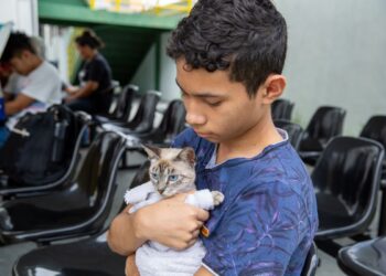 Centro de Zoonoses da Prefeitura de Manaus realiza agendamento para castração de gatos na zona Norte