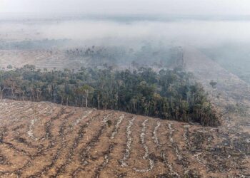 Desmatamento na Amazônia cai 60% em janeiro; no Amazonas, redução é de 76%
