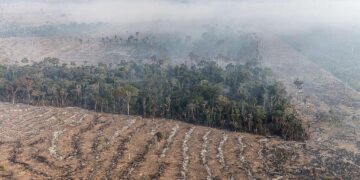 Desmatamento na Amazônia cai 60% em janeiro; no Amazonas, redução é de 76%