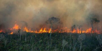 Estudo aponta que a floresta amazônica pode entrar em colapso até 2050