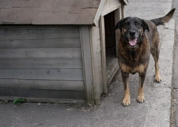 Cão Orelha: boné e moletom ajudaram a polícia a identificar autor do crime
