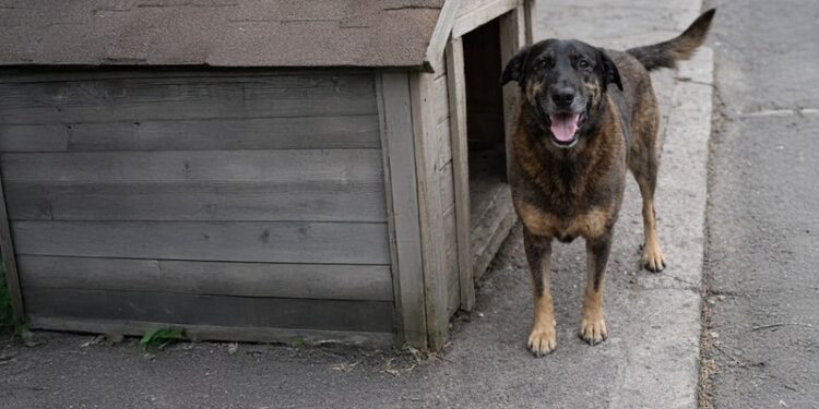 Cão Orelha: boné e moletom ajudaram a polícia a identificar autor do crime